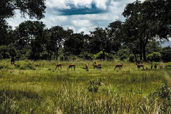 Mikumi National Park
